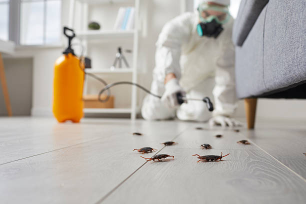 Post-Treatment Bed Bug Interceptor Monitoring in Shingletown